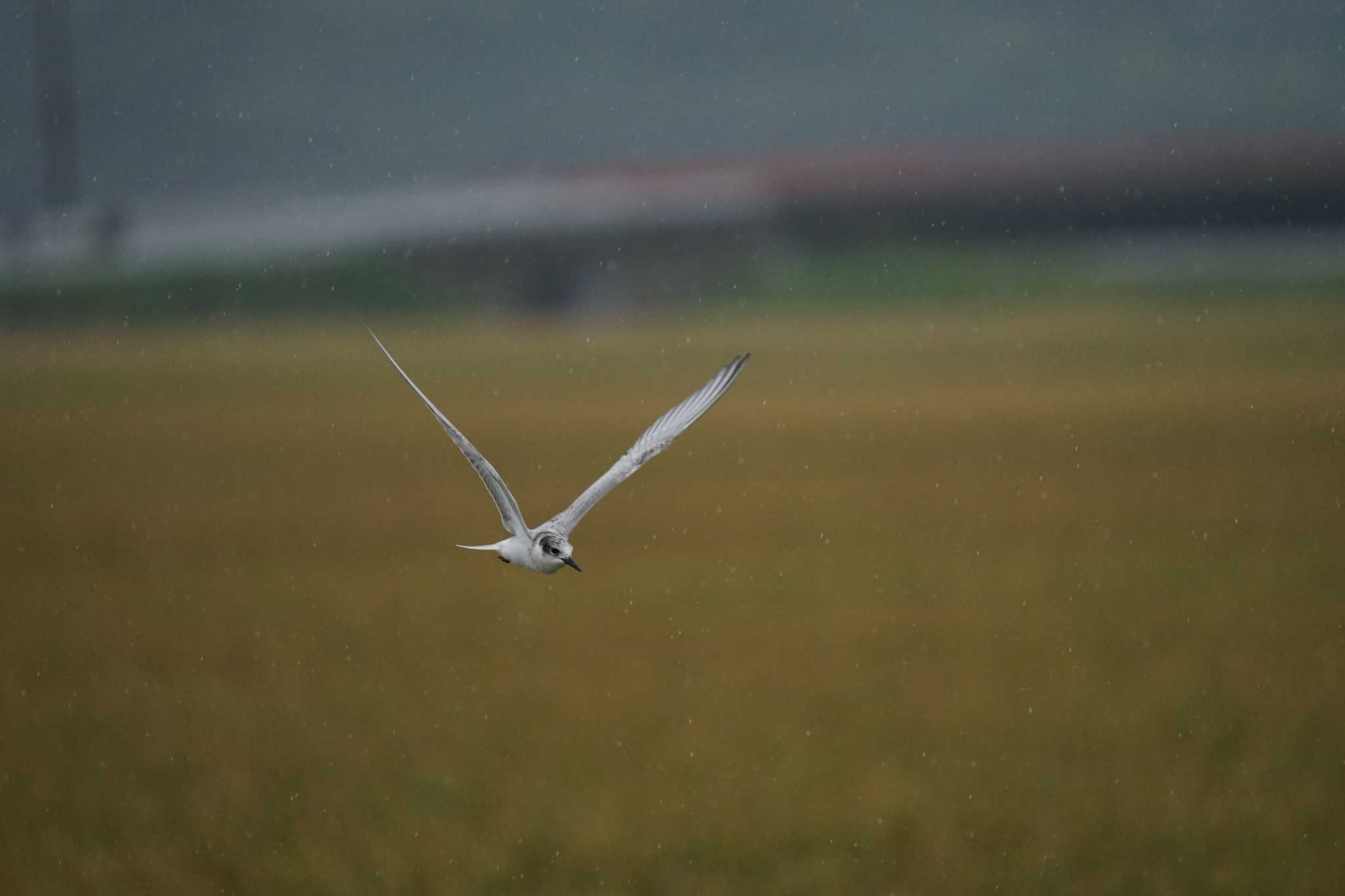 Photo of Whiskered Tern at 潟ノ内(島根県松江市) by ひらも