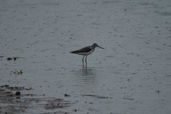 Common Greenshank 潟ノ内(島根県松江市) Tue, 9/27/2022