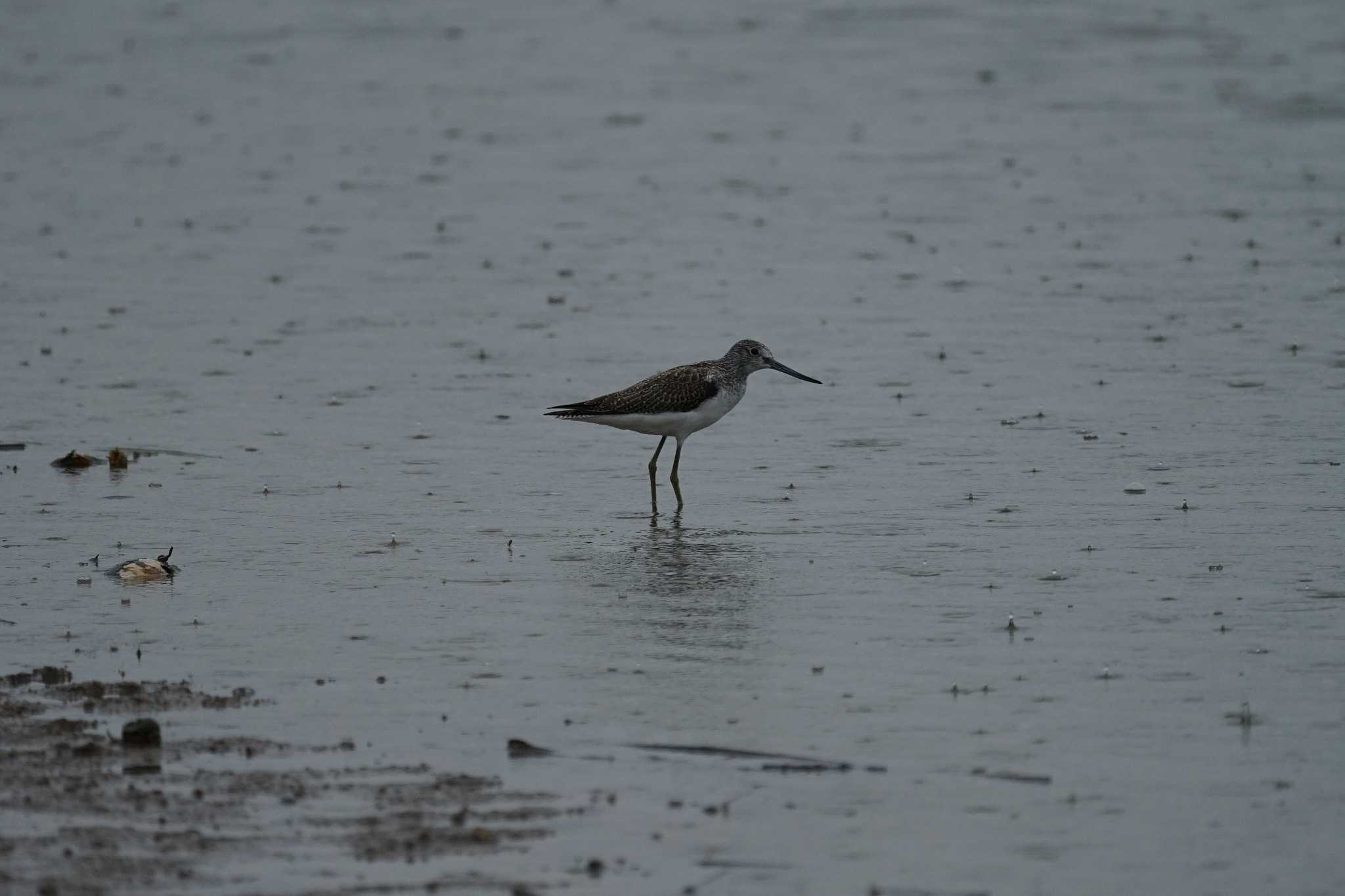 Photo of Common Greenshank at 潟ノ内(島根県松江市) by ひらも