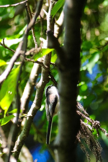 Long-tailed Tit 仙台市・水の森公園 Sun, 9/25/2022