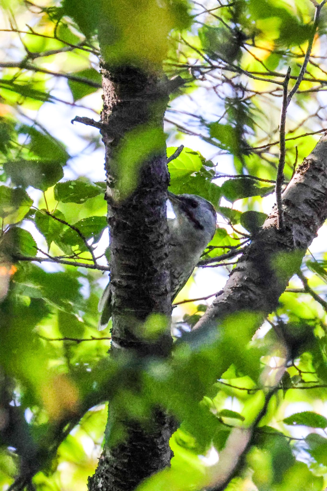 Japanese Green Woodpecker