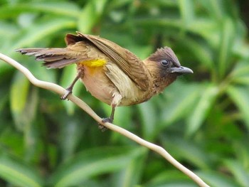 Dark-capped Bulbul ザンビア Unknown Date