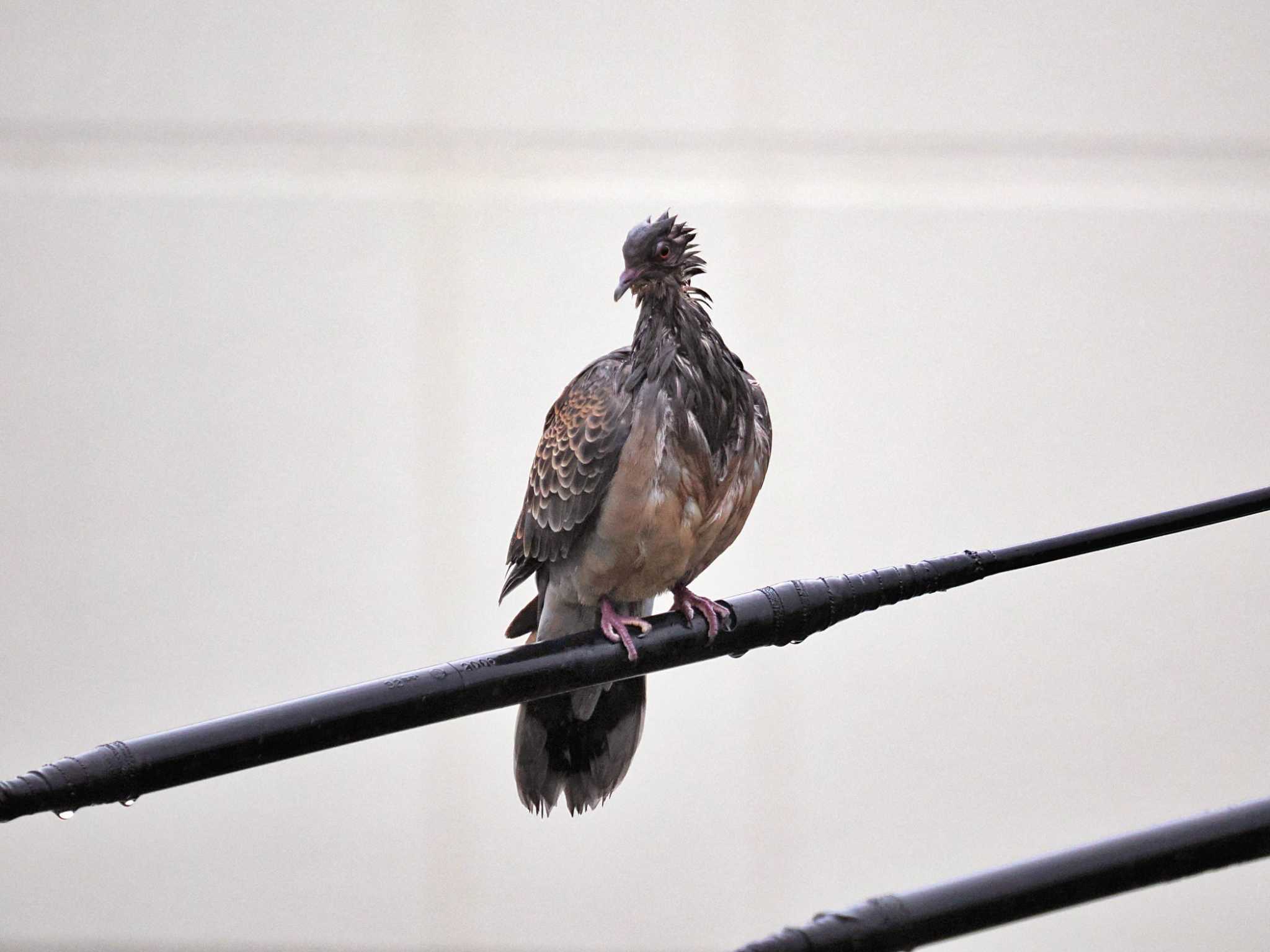 台風大雨の中我慢のキジバトであった。 by 藤原奏冥