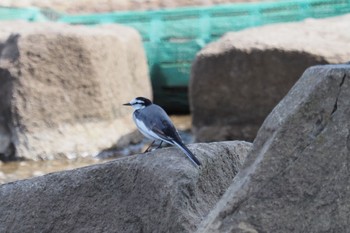 White Wagtail 水の館親水広場 Tue, 9/27/2022