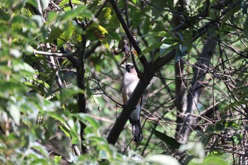 2022年9月27日(火) 早戸川林道の野鳥観察記録