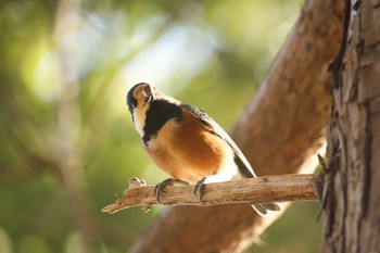 2018年2月6日(火) 三ツ池公園(横浜市鶴見区)の野鳥観察記録