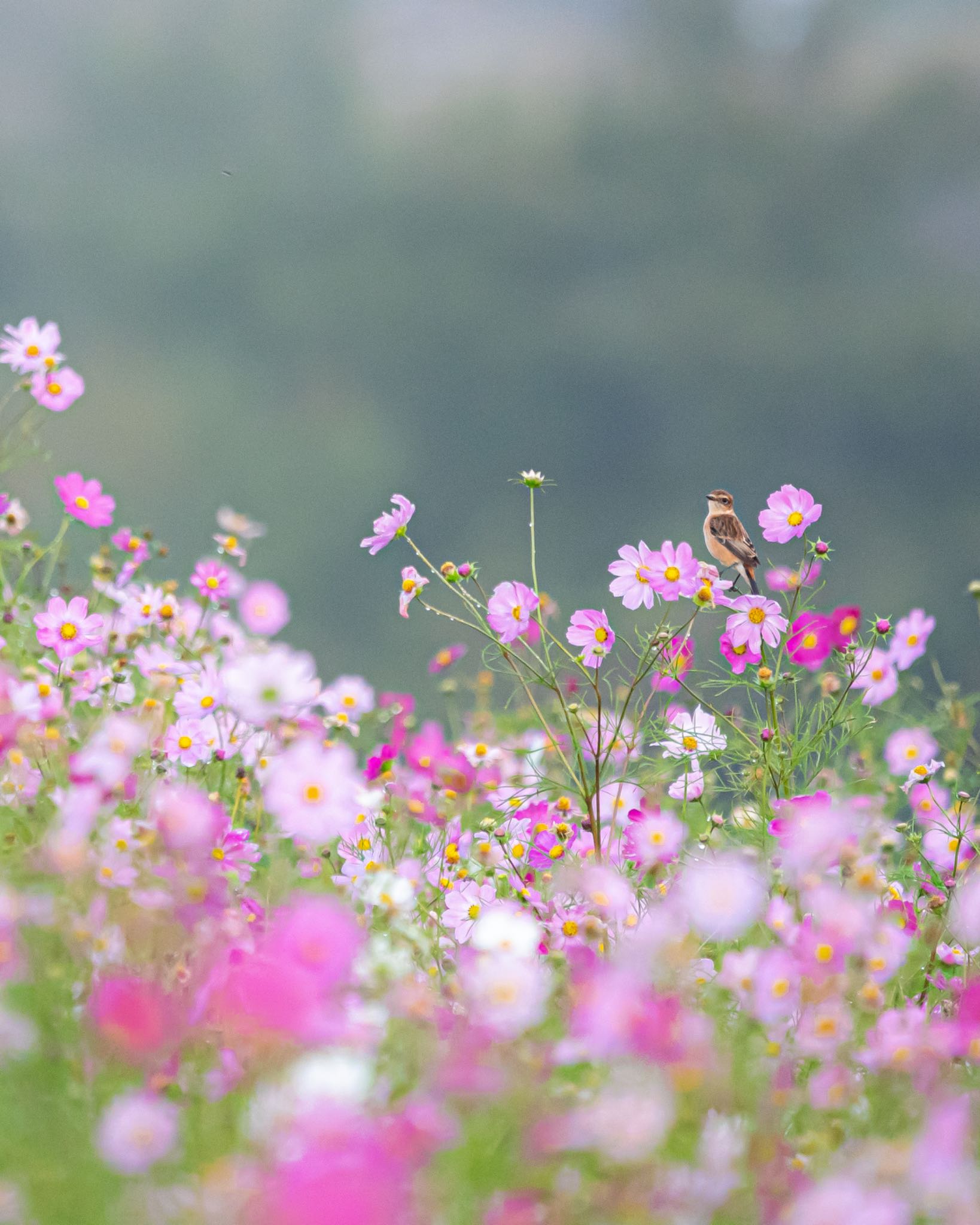 長野県 ノビタキの写真 by アカウント3369