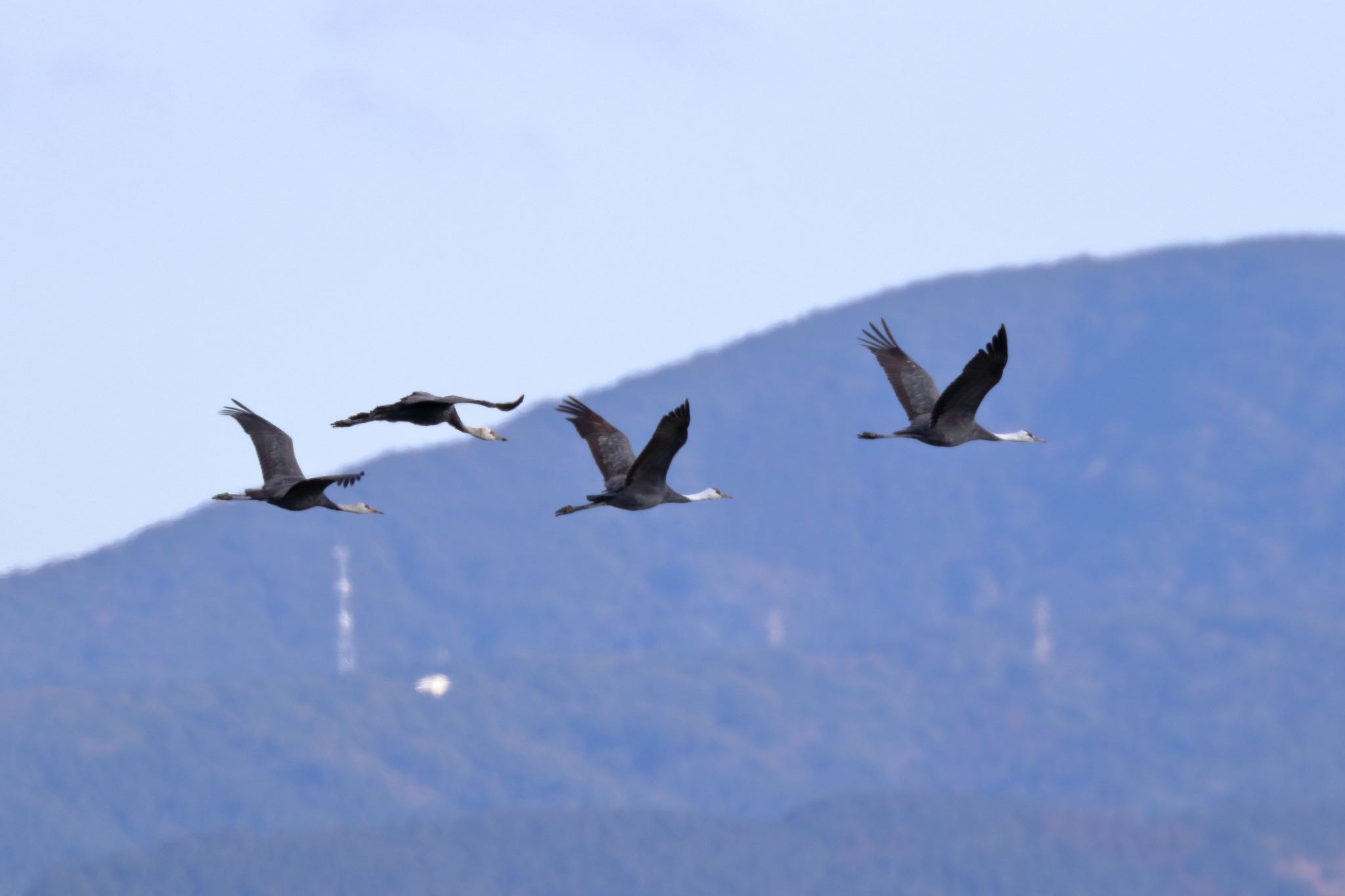 Photo of Hooded Crane at 諫早湾干拓 by Zakky