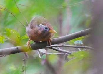 Chinese Hwamei Ooaso Wild Bird Forest Park Tue, 9/27/2022