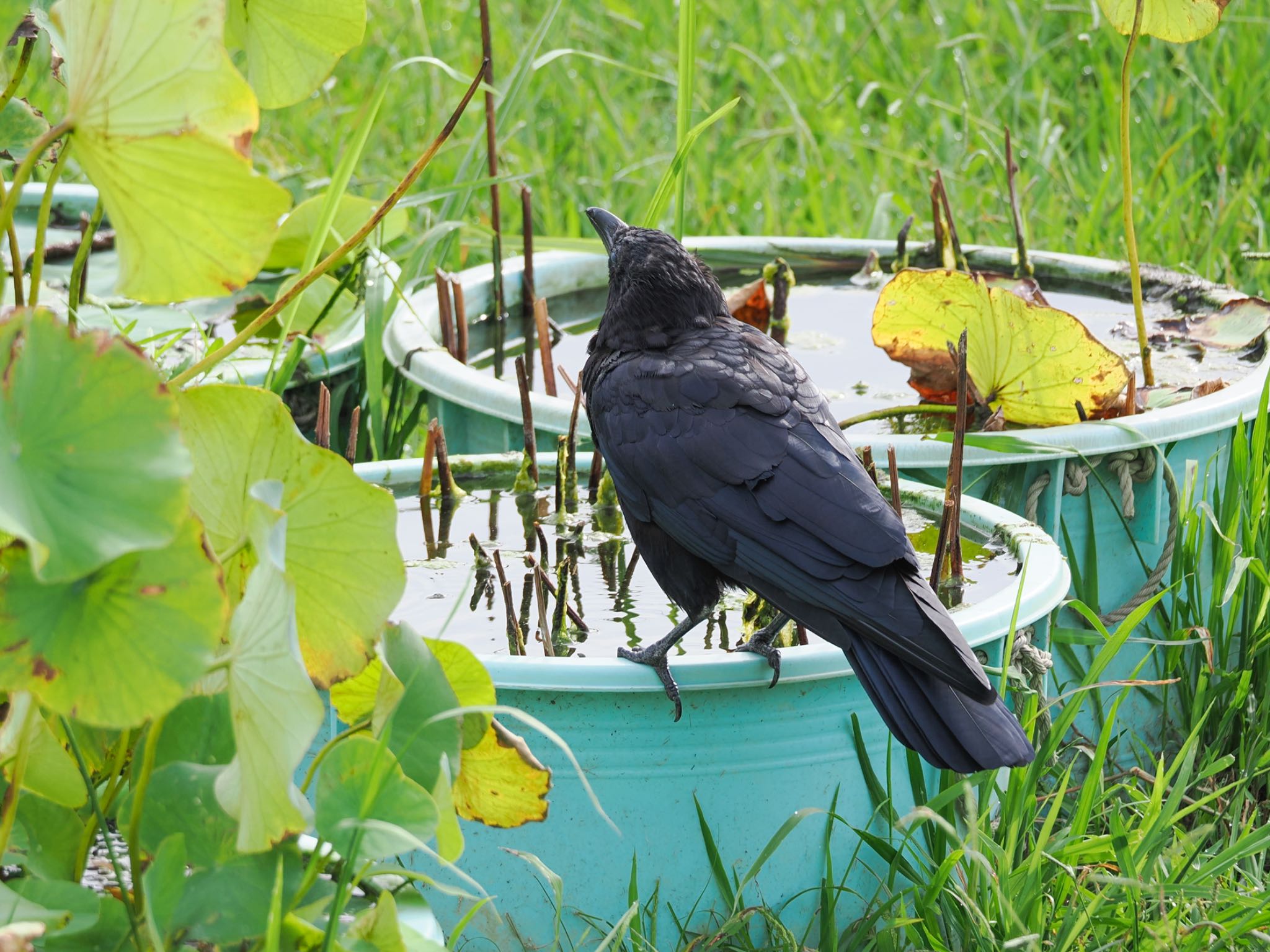 Carrion Crow