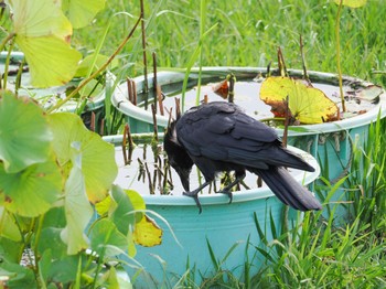 Carrion Crow 霞ヶ浦総合公園 Sat, 9/17/2022