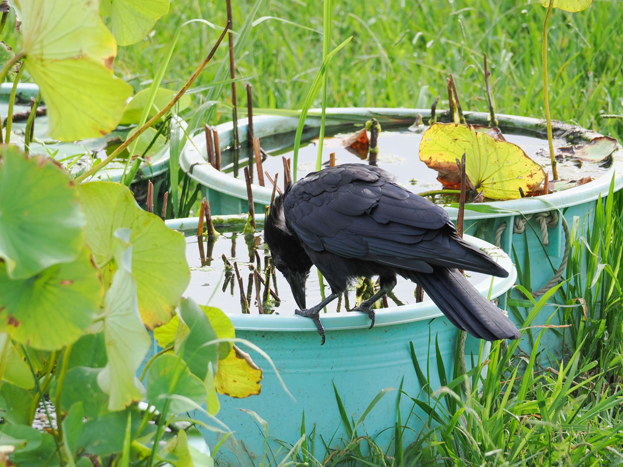 Carrion Crow