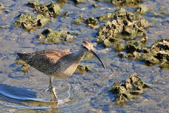 Eurasian Whimbrel 日の出三番瀬沿い緑道 Tue, 9/27/2022