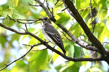 エゾビタキ 聚楽園公園 2022年9月27日(火)