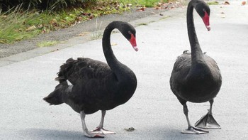 Black Swan 千波湖公園 Tue, 9/27/2022