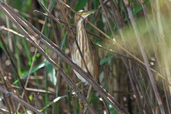 Sun, 9/25/2022 Birding report at 明石市