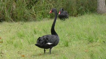 コクチョウ 千波湖公園 2022年9月27日(火)