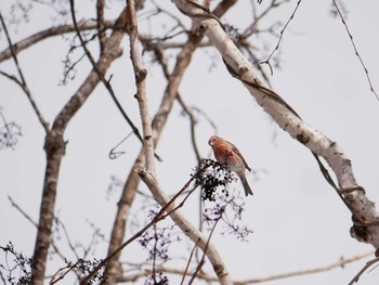 Pallas's Rosefinch 飯綱高原 Wed, 2/7/2018