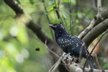 Asian Koel 中国広東省 Sat, 8/22/2020