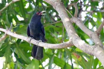 Asian Koel 中国広東省 Sat, 6/8/2019