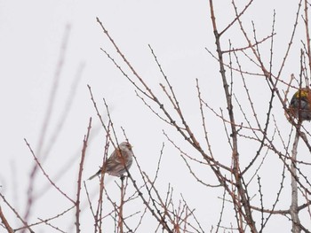 Common Redpoll 飯綱高原 Wed, 2/7/2018