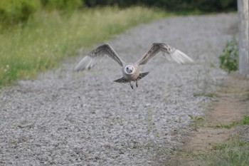 セグロカモメ いしかり調整池(石狩調整池) 2022年8月29日(月)