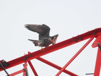 オオハヤブサ 埼玉県（さくら草公園） 2018年2月3日(土)