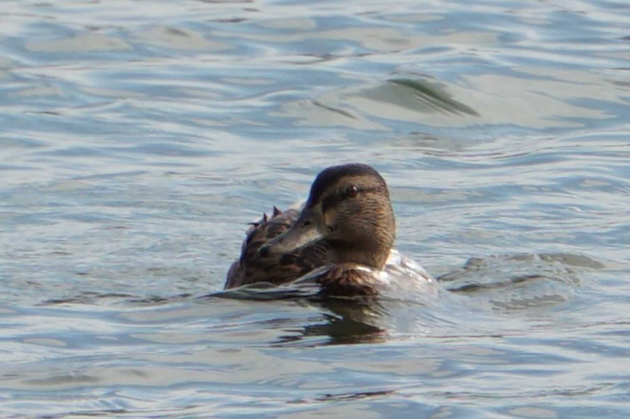 Photo of Gadwall at 福岡市(香椎浜) by Joh