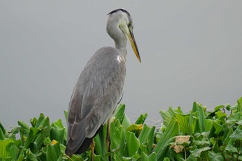 Grey Heron 江津湖 Mon, 9/26/2022