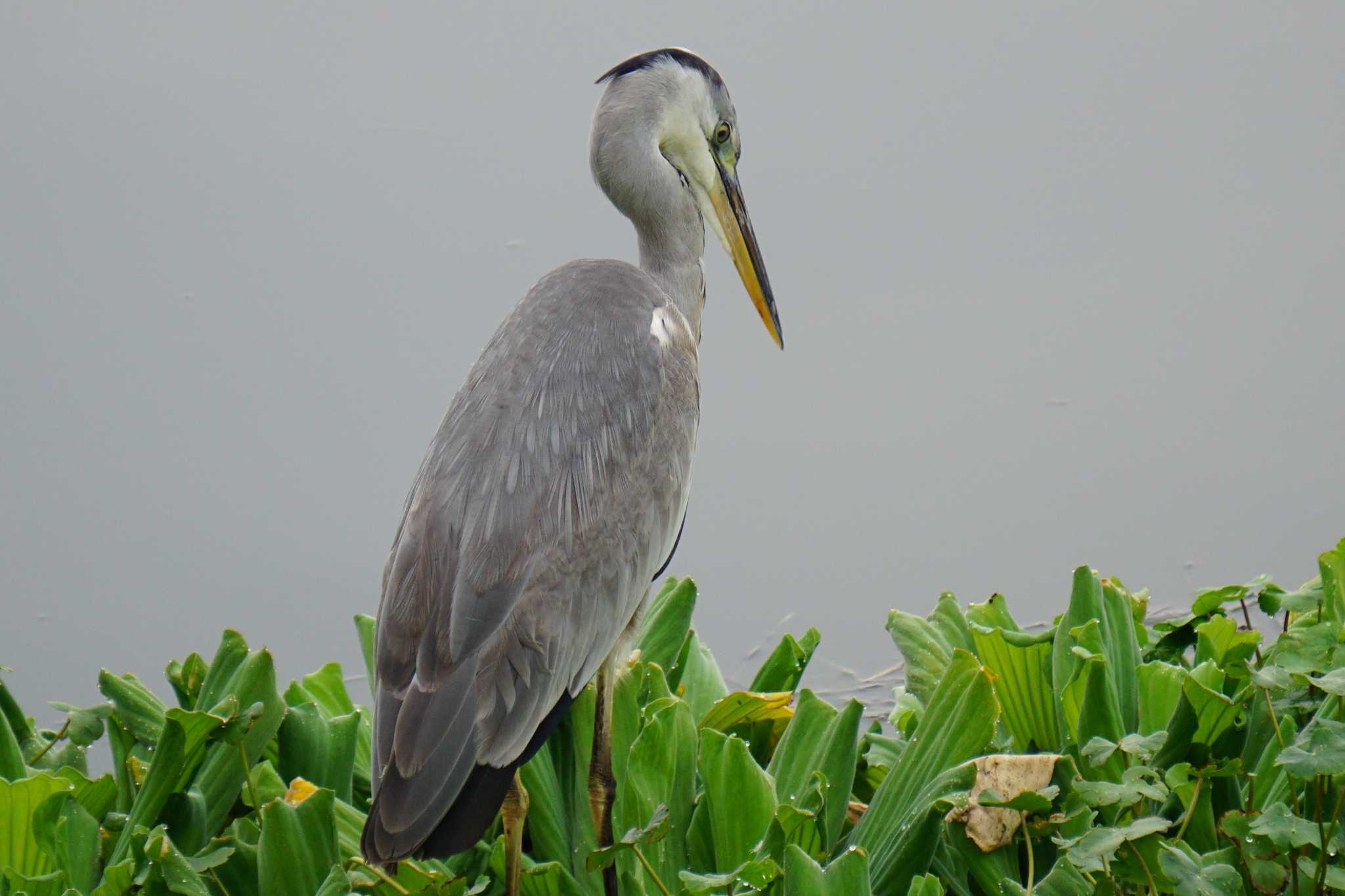 Photo of Grey Heron at 江津湖 by Joh