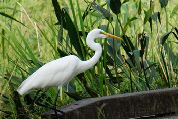 Great Egret 江津湖 Mon, 9/26/2022