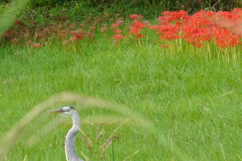 Grey Heron 江津湖 Mon, 9/26/2022