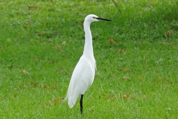 Little Egret 江津湖 Mon, 9/26/2022