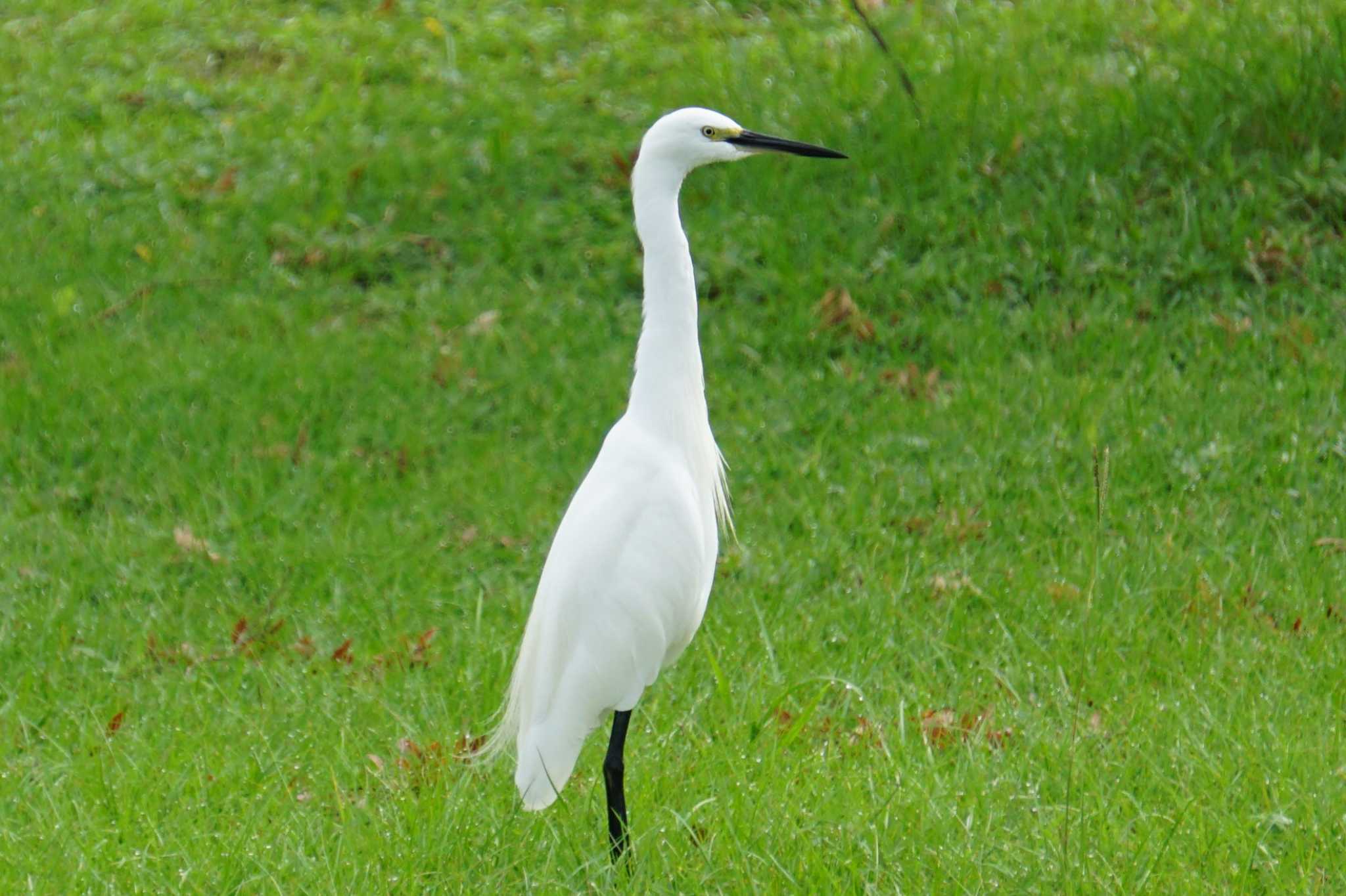 Photo of Little Egret at 江津湖 by Joh