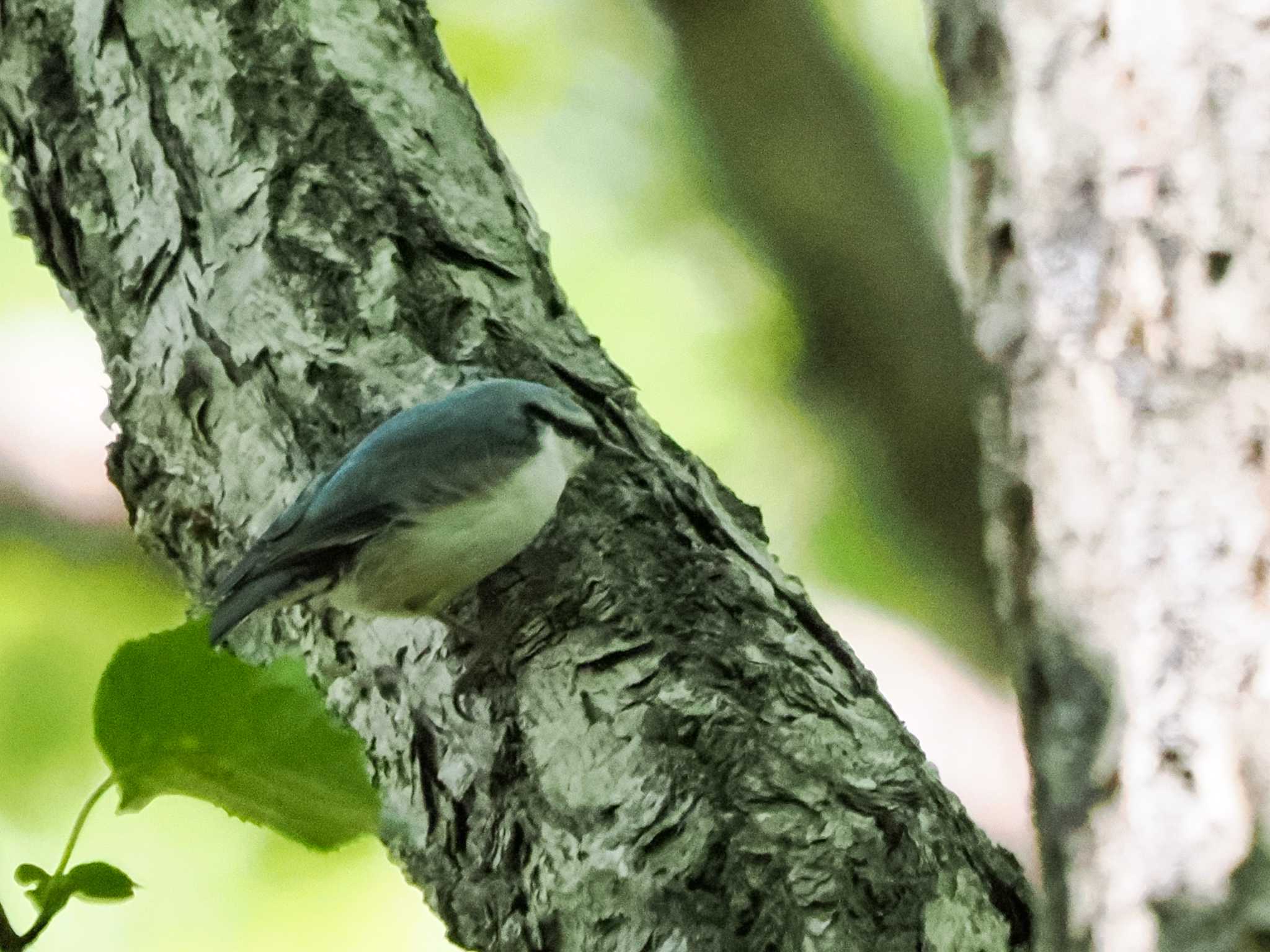 シロハラゴジュウカラ