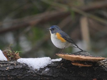 ルリビタキ 秋ヶ瀬公園 2018年2月3日(土)