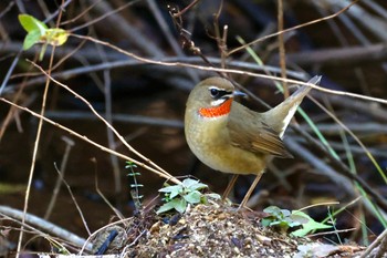 Siberian Rubythroat Senjogahara Marshland Mon, 10/4/2021