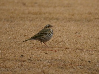 Olive-backed Pipit 浦和ゴルフクラブ Sat, 2/3/2018