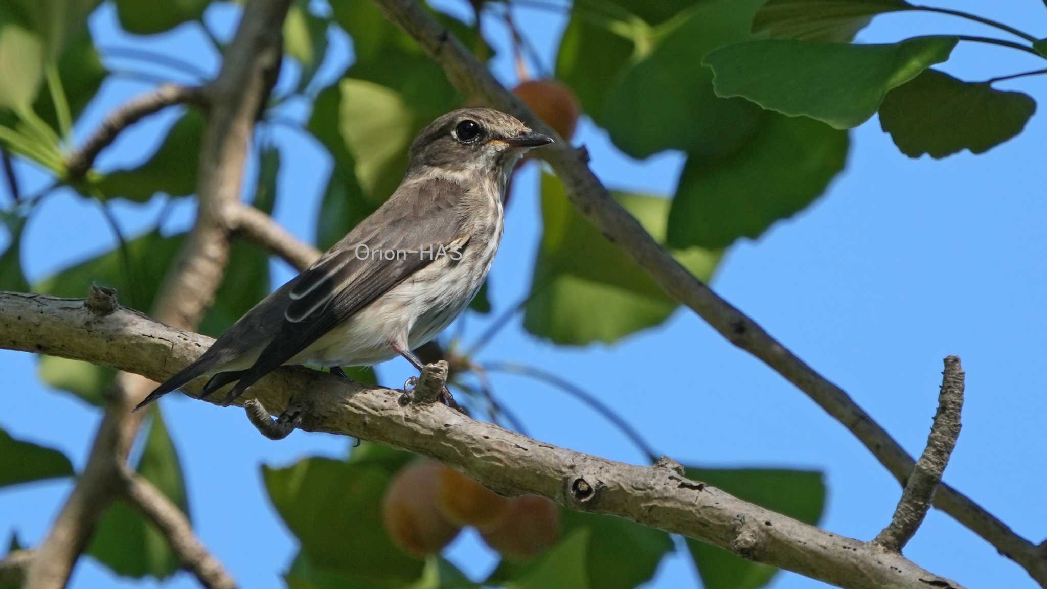 Grey-streaked Flycatcher