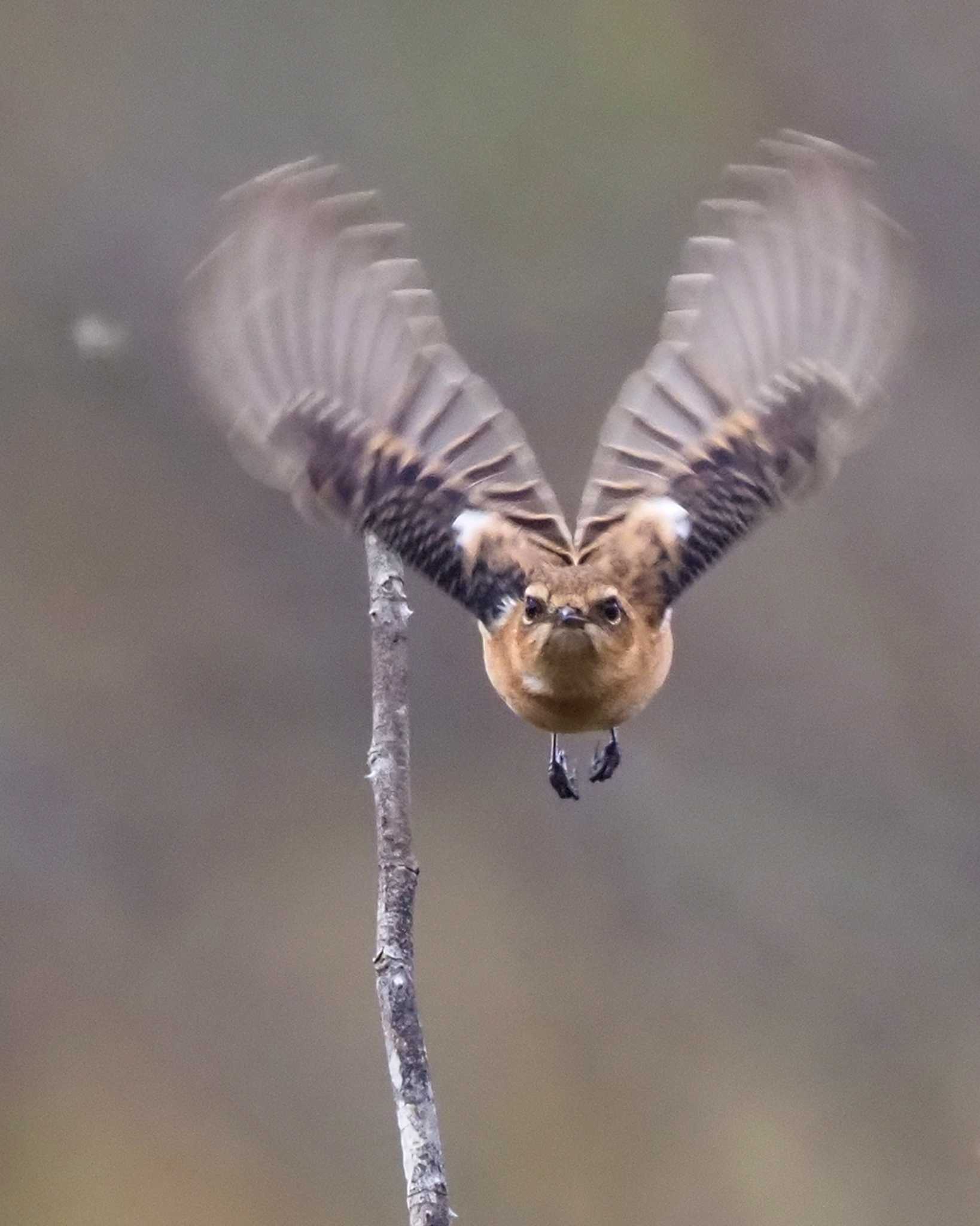 Amur Stonechat