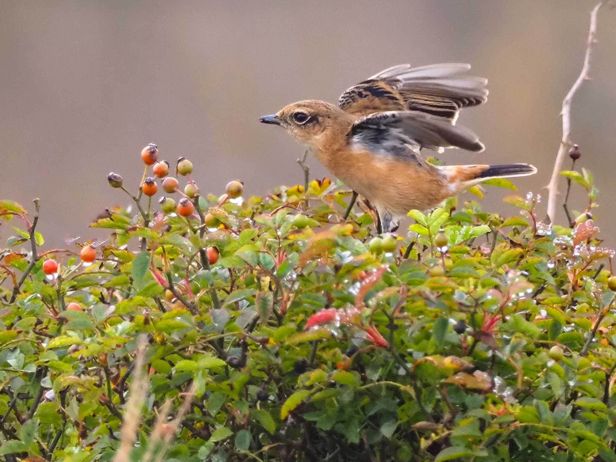 Amur Stonechat