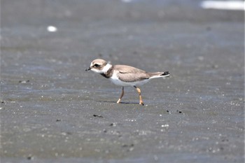 ハジロコチドリ 船橋三番瀬海浜公園 2022年9月26日(月)