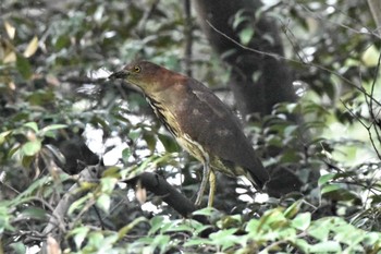 ミゾゴイ 水元公園 2022年9月27日(火)