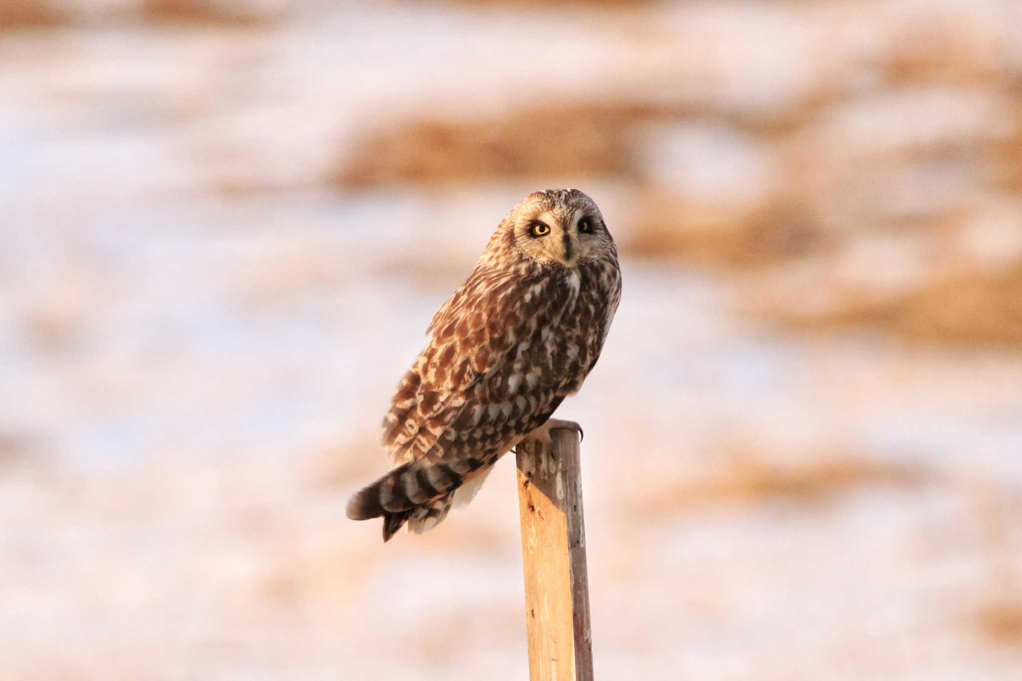 渡良瀬遊水地 コミミズクの写真 by とみやん