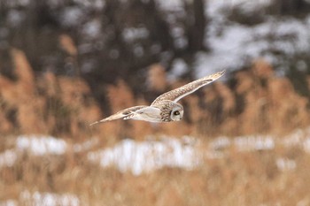 Short-eared Owl Watarase Yusuichi (Wetland) Sat, 1/27/2018