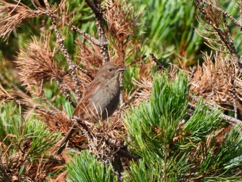 2022年9月27日(火) 室堂平の野鳥観察記録