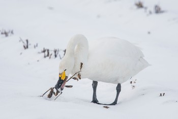 コハクチョウ 場所が不明 2018年2月4日(日)