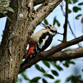 Great Spotted Woodpecker 旭山公園 Wed, 9/28/2022