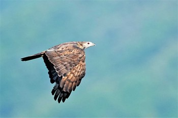 Crested Honey Buzzard Shirakaba-touge Sun, 9/25/2022