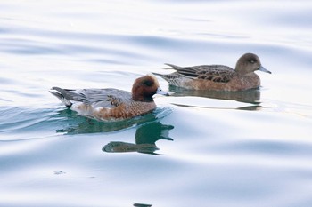 2017年12月3日(日) 野島公園の野鳥観察記録